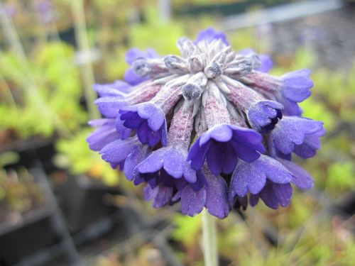 Prvosenka NOVERNA DEEP BLUE