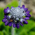 Pierwiosnek NOVERNA DEEP BLUE