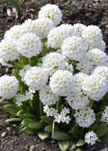 Prvosenka PROM WHITE