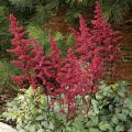 Tawułka BURGUNDY RED