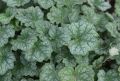 Żurawka 'Dale's Strain'