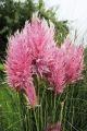 Trawa pampasowa 'Rosea'