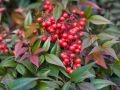 Nandina Domowa