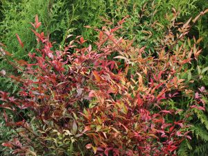 Nandina DOMÁCÍ