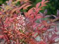 Nandina Domowa