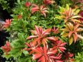 Pieris japoński MAJOR