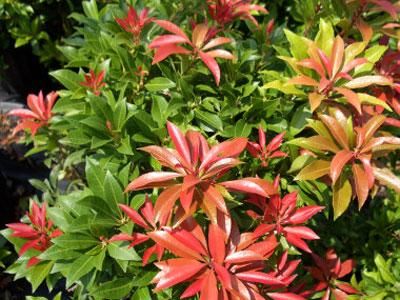 PIERIS japonská MAJOR