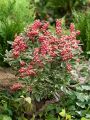 Pieris Japoński Ralto