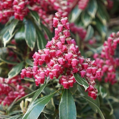 PIERIS japonská RALTO