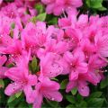Azalia japońska 'Tornella'