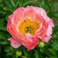 Piwonia chińska Peonia Pink Hawaiian różowa