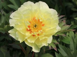 Pivoňka ITOH BARTZELLA keřovitá