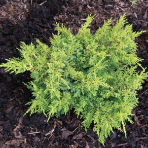 Jalovec čínský PLUMOSA AUREA