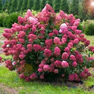 Hortenzie latnatá MEGA MINDY