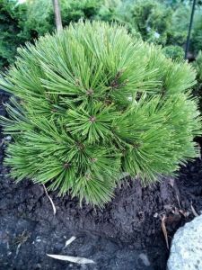 Borovice Heldreichova SMIDTII na parezu