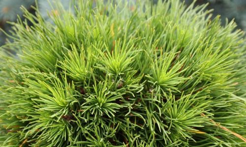 Borovice kleč VARELLA