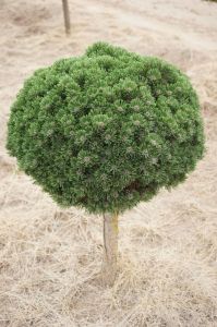 Borovice kleč SCHWEIZER TOURIST – štěpená