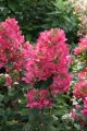 Hortensja Bukietowa Magical Flame