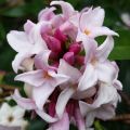 Wawrzynek ‘Perfume Princess’