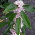 Wawrzynek ‘Perfume Princess’