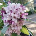 Wawrzynek ‘Perfume Princess’