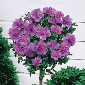 Hibiskus ARDENS – ibišek syrský na kmínku