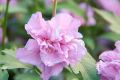 Hibiskus ARDENS