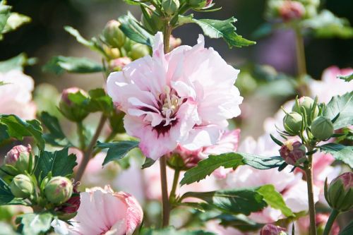 Hibiscus syriacus LEOPOLDII – ibišek syrský na kmínku