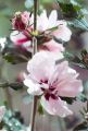 Hibiscus syriacus LEOPOLDII - ketmia syryjska na pniu