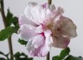Hibiscus syriacus LEOPOLDII - ketmia syryjska na pniu