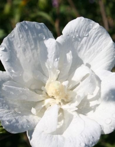 Hibiskus BÍLÝ PLNÝ -štěpený