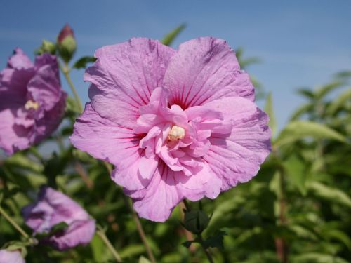Hibiskus LEVANDULOVÝ PLNÝ – štěpený