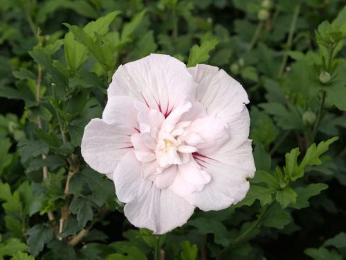 Hibiskus RŮŽOVÝ PLNÝ – štěpený