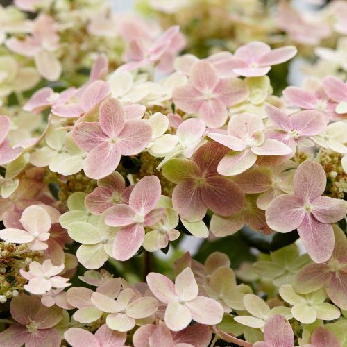 Hortenzie latnatá POLESTAR