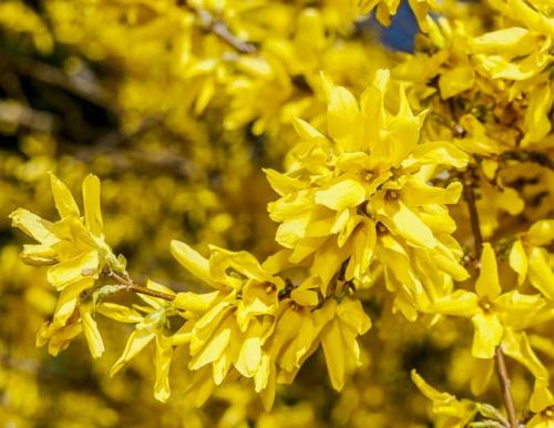 Zlatice korejská KUNSOM