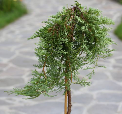 Jalovec polehlý GLACIER na pařezu