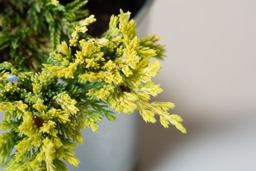 Jalovec polehlý GOLDEN CARPET na pařezu 80 cm