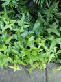 Bluszcz Pospolity 'Sagittifolia'