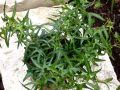 Bluszcz Pospolity 'Sagittifolia'