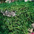 Bluszcz Pospolity 'Sagittifolia'
