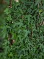 Bluszcz Pospolity 'Sagittifolia'