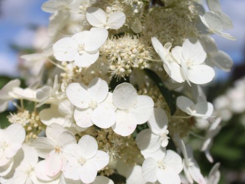 Hortenzie latnatá KYUSHU