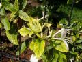 Wiciokrzew Japoński 'Aureoreticulata'