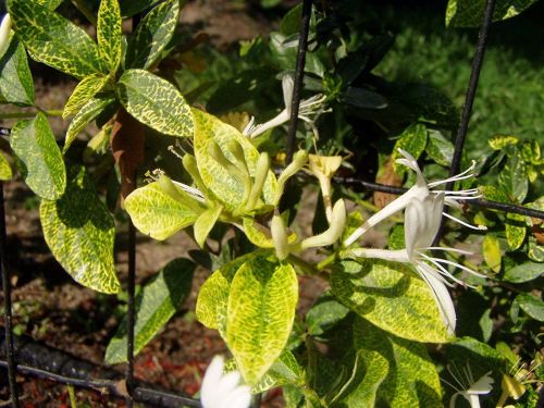 Zimolez japonský  AUREORETICULATA