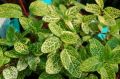 Wiciokrzew Japoński 'Aureoreticulata'