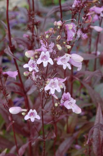 Penstemon palczasty 'Pocahontas'