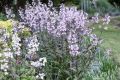 Penstemon digitalis 'Pocahontas'
