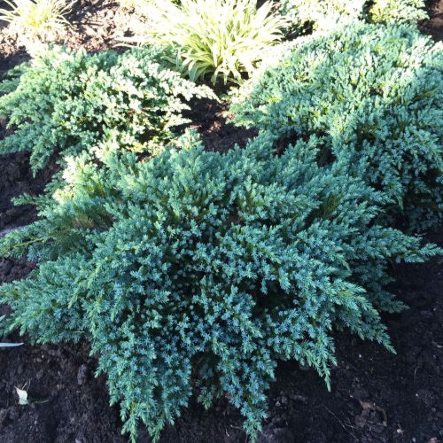 Jalovec šupinatý LITTLE JOANNA na pařezu