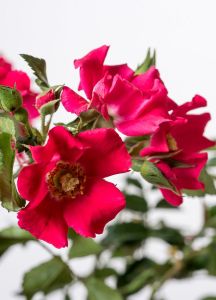  Růže půdopokryvná letní červená