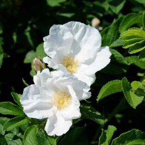 Růže svraskalá 'Alba'